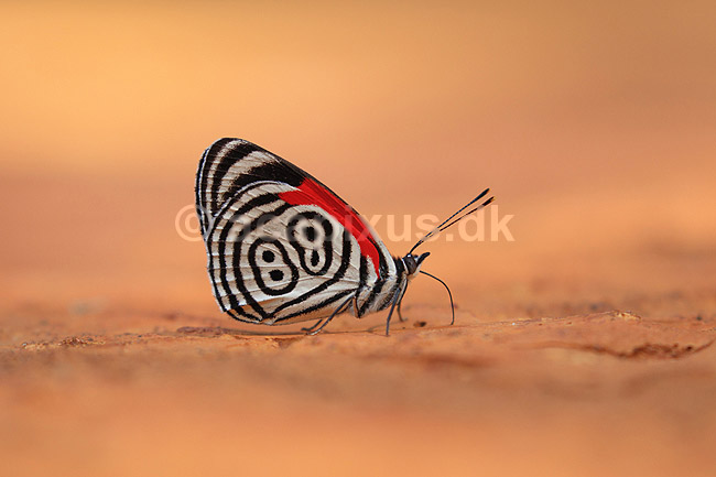 88-sommerfugl. 88-sommerfugl, otteogfirs sommerfugl, Ochenta y ocho; Diaethia clymena;  Yacutinga Lodge / Iguazu; Argentina; Sydamerika; insekter; Sommerfugle, Lepidoptera