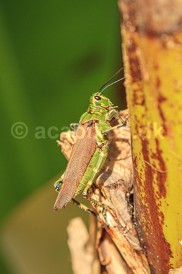 Gr�shoppe. En gr�shoppe p� bananpalme; ;  Yacutinga Lodge / Misiones Forrest / Iguazu; Argentina; Sydamerika; insekter; Gr�shopper, Orthoptera