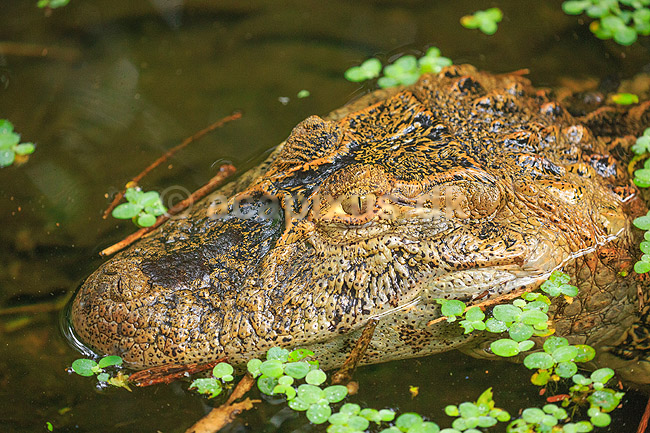 Kaiman. Bredsnudet kaiman; Caiman latirostris; Iguazu; Argentina; Sydamerika; krybdyr; Alligatoridae, Yacare �ato, krokodiller