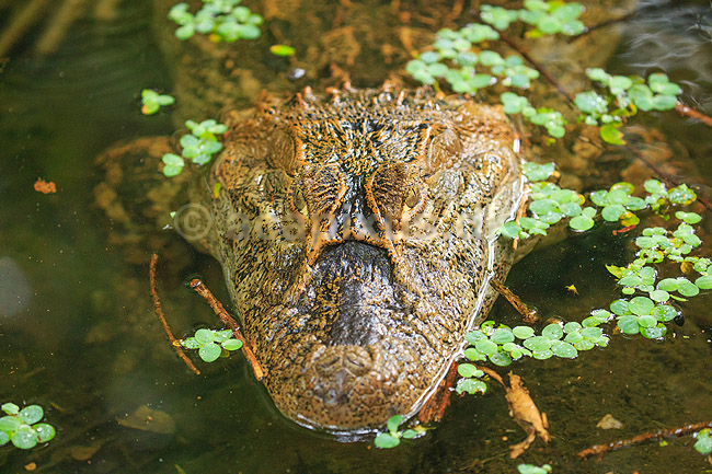 Kaiman. Bredsnudet kaiman; Caiman latirostris; Iguazu; Argentina; Sydamerika; krybdyr; Alligatoridae, Yacare �ato, krokodiller