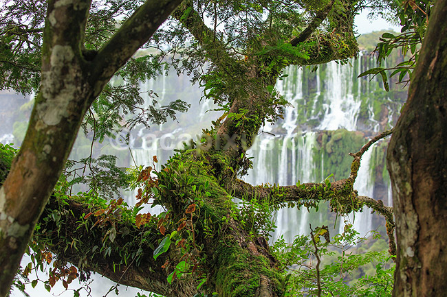 Iguazu vandfaldene. Mos og epifyt begroet tr� i junglen med Iguazu vandfaldene i baggrunden - set fra den Argentinske side af vandfaldene - til h�jre Argentina til venstre Brasilien; ; Iguazu; Argentina; Sydamerika; ; Vandfald, The Iguazu Falls, Iguaz� Falls, Iguassu Falls, Igua�u Falls, Cataratas del Iguaz�, Cataratas do Igua�u 