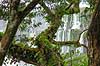 Iguazu vandfaldene. Mos og epifyt begroet tr� i junglen med Iguazu vandfaldene i baggrunden - set fra den Argentinske side af vandfaldene - til h�jre Argentina til venstre Brasilien  Iguazu Argentina Sydamerika  Vandfald, The Iguazu Falls, Iguaz� Falls, Iguassu Falls, Igua�u Falls, Cataratas del Iguaz�, Cataratas do Igua�u 