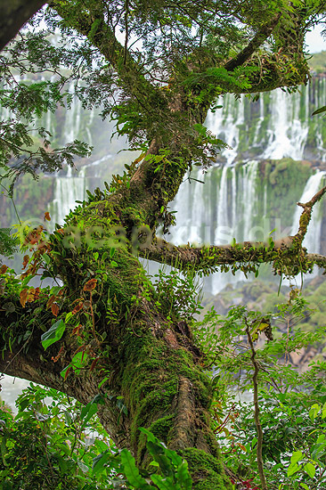 Iguazu vandfaldene. Mos og epifyt begroet tr� i junglen med Iguazu vandfaldene i baggrunden - set fra den Argentinske side af vandfaldene - til h�jre Argentina til venstre Brasilien; ; Iguazu; Argentina; Sydamerika; ; Vandfald, The Iguazu Falls, Iguaz� Falls, Iguassu Falls, Igua�u Falls, Cataratas del Iguaz�, Cataratas do Igua�u 