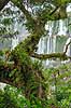Iguazu vandfaldene. Mos og epifyt begroet tr� i junglen med Iguazu vandfaldene i baggrunden - set fra den Argentinske side af vandfaldene - til h�jre Argentina til venstre Brasilien  Iguazu Argentina Sydamerika  Vandfald, The Iguazu Falls, Iguaz� Falls, Iguassu Falls, Igua�u Falls, Cataratas del Iguaz�, Cataratas do Igua�u 