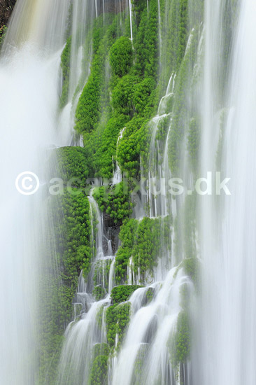 Iguazu vandfaldene. Iguazu vandfaldene fosser over mosbegroet klippeside - set fra den Argentinske side af vandfaldene - til h�jre Argentina til venstre Brasilien; ; Iguazu; Argentina; Sydamerika; ; Vandfald, The Iguazu Falls, Iguaz� Falls, Iguassu Falls, Igua�u Falls, Cataratas del Iguaz�, Cataratas do Igua�u 