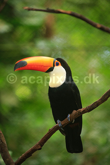 K�mpetukan. K�mpe tukan; Ramphastos toco; Iguazu; Argentina; Sydamerika; fugle; Tukaner, Ramphastidae, n�b