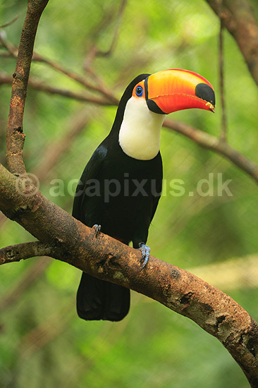 K�mpetukan. K�mpe tukan; Ramphastos toco; Iguazu; Argentina; Sydamerika; fugle; Tukaner, Ramphastidae, n�b
