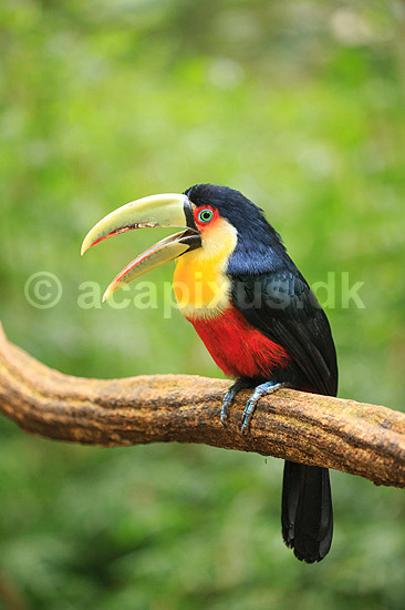 R�dbrystet tukan . R�dbrystet tukan / Broget tukan; Ramphastos dicolorus; Iguazu; Argentina; Sydamerika; fugle; Tukaner, Ramphastidae, n�b