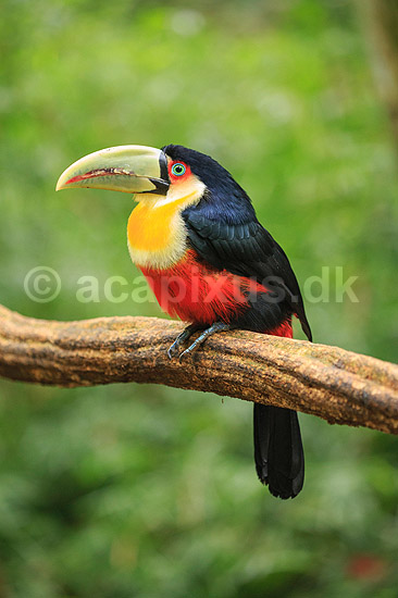 R�dbrystet tukan . R�dbrystet tukan / Broget tukan; Ramphastos dicolorus; Iguazu; Argentina; Sydamerika; fugle; Tukaner, Ramphastidae, n�b