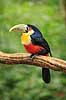 R�dbrystet tukan . R�dbrystet tukan / Broget tukan Ramphastos dicolorus Iguazu Argentina Sydamerika fugle Tukaner, Ramphastidae, n�b