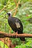 Yacutinga . Black-fronted Piping Guan / Pipile jacutinga Aburria jacutinga Iguazu Argentina Sydamerika fugle Hokkoer, Cracidae