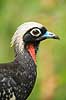 Yacutinga . Black-fronted Piping Guan / Pipile jacutinga Aburria jacutinga Iguazu Argentina Sydamerika fugle Hokkoer, Cracidae