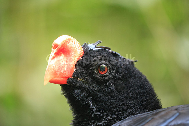 Mitu. Razor-billed Curassow; Mitu tuberosa; ; Argentina; Sydamerika; fugle; Hokko, Hokkoer, Cracidae