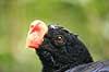 Mitu. Razor-billed Curassow Mitu tuberosa  Argentina Sydamerika fugle Hokko, Hokkoer, Cracidae