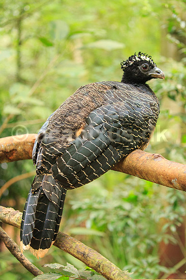Toppet hokko. Toppet hokko - hun; Crax alector; ; Argentina; Sydamerika; fugle; Hokko, Hokkoer, Cracidae