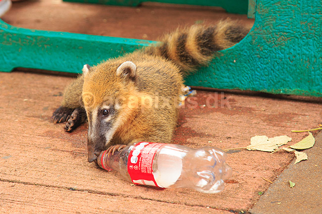 N�sebj�rn. Hvid n�sebj�rn / Hvidsnudet n�sebj�rn / Coati der drikker Coca Cola; Nasua narica; Iguazu; Argentina; Sydamerika; pattedyr; Halvbj�rne, Procyonidae, Rovdyr, Carnivora