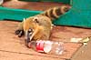 N�sebj�rn. Hvid n�sebj�rn / Hvidsnudet n�sebj�rn / Coati der drikker Coca Cola Nasua narica Iguazu Argentina Sydamerika pattedyr Halvbj�rne, Procyonidae, Rovdyr, Carnivora