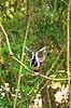 Plystoppet bl�sskade . Plush-crested Jay, Urraca com�n, der str�kker vingerne Cyanocorax chysops Iguazu Argentina Sydamerika fugle Kragefugle, Corvidae