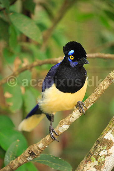 Plystoppet bl�sskade . Plush-crested Jay, Urraca com�n; Cyanocorax chysops; Iguazu; Argentina; Sydamerika; fugle; Kragefugle, Corvidae