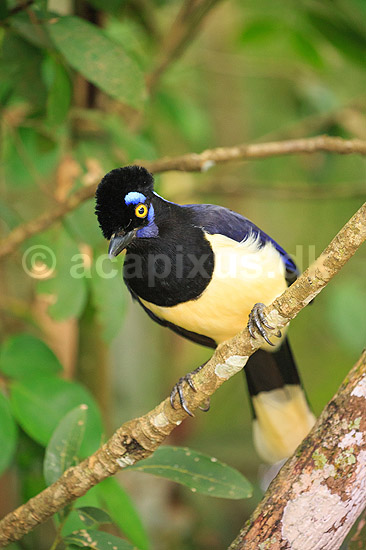 Plystoppet bl�sskade . Plush-crested Jay, Urraca com�n; Cyanocorax chysops; Iguazu; Argentina; Sydamerika; fugle; Kragefugle, Corvidae