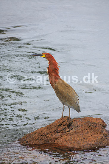 Tigerhejre. R�dhalset tigerhejre / Mexicansk tiger hejre; Tigrisoma lineatum; Iguazu; Argentina; Sydamerika; fugle; Hejrer, Ardeidae