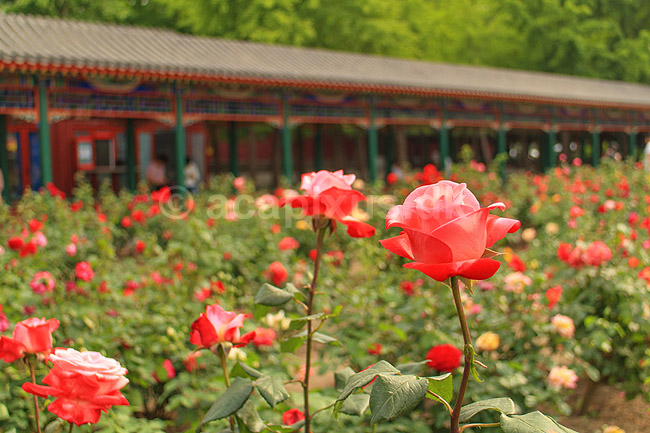 Beijing. Roser i Zhongshan Park ved Den Forbudte By; ; Beijing; Kina; Asien; ; Peking