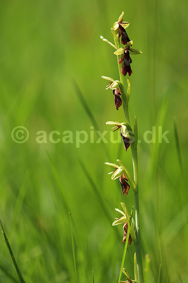 Flueblomst. Den sj�ldne flue blomst orkide ved Allindelille Fredskov; Ophrys insectifera; Allindelille Fredskov; ; ; planter; orkid�er, orkideer, blomster