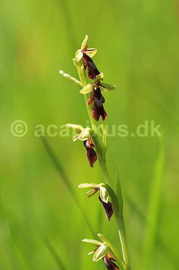 Flueblomst. Den sj�ldne flue blomst orkide ved Allindelille Fredskov; Ophrys insectifera; Allindelille Fredskov; ; ; planter; orkid�er, orkideer, blomster