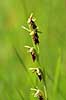 Flueblomst. Den sj�ldne flue blomst orkide ved Allindelille Fredskov Ophrys insectifera Allindelille Fredskov   planter orkid�er, orkideer, blomster
