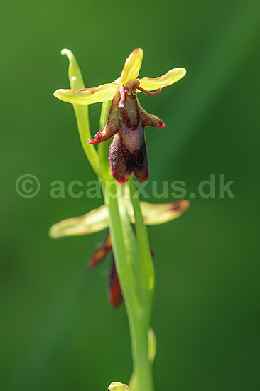 Flueblomst. Den sj�ldne flue blomst orkide ved Allindelille Fredskov; Ophrys insectifera; Allindelille Fredskov; ; ; planter; orkid�er, orkideer, blomster