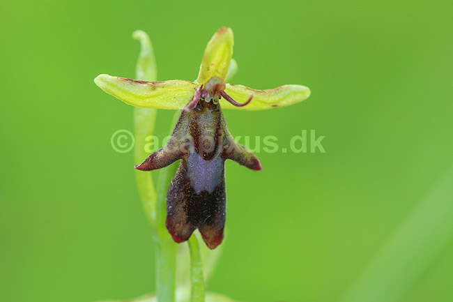 Flueblomst. Den sj�ldne flue blomst orkide ved Allindelille Fredskov; Ophrys insectifera; Allindelille Fredskov; ; ; planter; orkid�er, orkideer, blomster