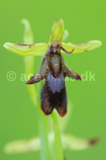 Flueblomst. Den sj�ldne flue blomst orkide ved Allindelille Fredskov; Ophrys insectifera; Allindelille Fredskov; ; ; planter; orkid�er, orkideer, blomster