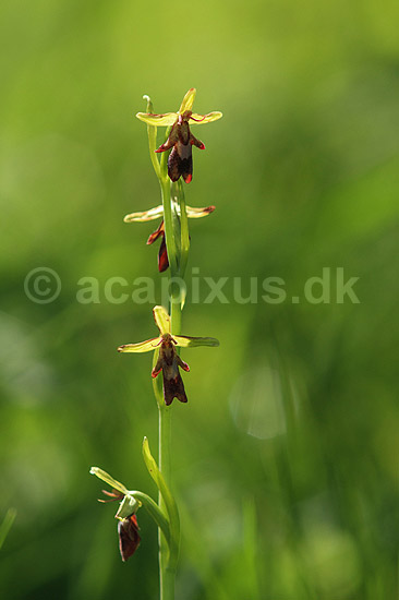 Flueblomst. Den sj�ldne flue blomst orkide ved Allindelille Fredskov; Ophrys insectifera; Allindelille Fredskov; ; ; planter; orkid�er, orkideer, blomster