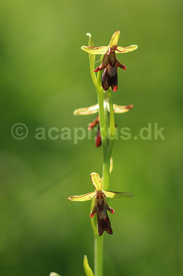 Flueblomst. Den sj�ldne flue blomst orkide ved Allindelille Fredskov; Ophrys insectifera; Allindelille Fredskov; ; ; planter; orkid�er, orkideer, blomster