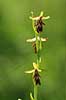 Flueblomst. Den sj�ldne flue blomst orkide ved Allindelille Fredskov Ophrys insectifera Allindelille Fredskov   planter orkid�er, orkideer, blomster