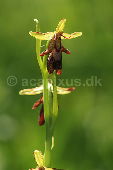 Flueblomst. Den sj�ldne flue blomst orkide ved Allindelille Fredskov; Ophrys insectifera; Allindelille Fredskov; ; ; planter; orkid�er, orkideer, blomster