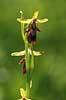Flueblomst. Den sj�ldne flue blomst orkide ved Allindelille Fredskov Ophrys insectifera Allindelille Fredskov   planter orkid�er, orkideer, blomster