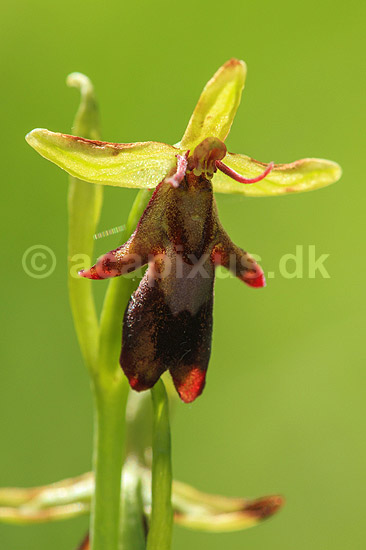 Flueblomst. Den sj�ldne flue blomst orkide ved Allindelille Fredskov; Ophrys insectifera; Allindelille Fredskov; ; ; planter; orkid�er, orkideer, blomster