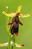 Flueblomst. Den sj�ldne flue blomst orkide ved Allindelille Fredskov Ophrys insectifera Allindelille Fredskov   planter orkid�er, orkideer, blomster