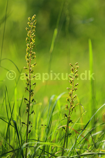 �gbladet Fligl�be. �gbladet Fligl�be orkide (Listeria ovata) ved Allindelille Fredskov; Neottia ovata; Allindelille Fredskov; ; ; planter; orkid�er, orkideer, blomster