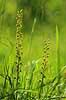 �gbladet Fligl�be. �gbladet Fligl�be orkide (Listeria ovata) ved Allindelille Fredskov Neottia ovata Allindelille Fredskov   planter orkid�er, orkideer, blomster