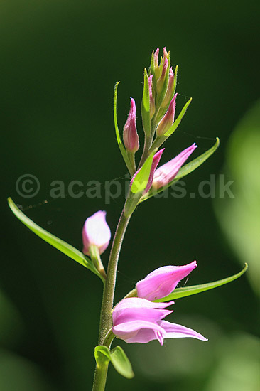 R�d skovlilje. R�d skovlilje ved Allindelille Fredskov; Cephalanthera rubra; Allindelille Fredskov; ; ; planter; orkid�er, orkideer, blomster