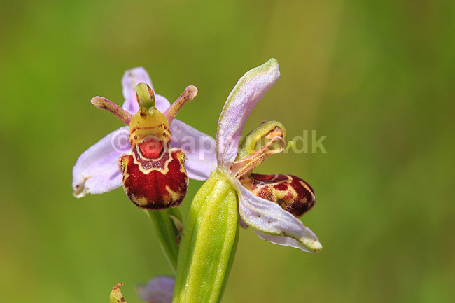 Biblomst. Den sj�ldne Bi blomst eller Bi-ophrys ved Himmelev Skov; Ophrys apifera; Himmelev Skov; ; ; planter; orkid�er, orkideer, blomster
