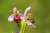 Biblomst. Den sj�ldne Bi blomst eller Bi-ophrys ved Himmelev Skov Ophrys apifera Himmelev Skov   planter orkid�er, orkideer, blomster