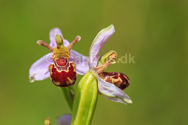 Biblomst. Den sj�ldne Bi blomst eller Bi-ophrys ved Himmelev Skov; Ophrys apifera; Himmelev Skov; ; ; planter; orkid�er, orkideer, blomster