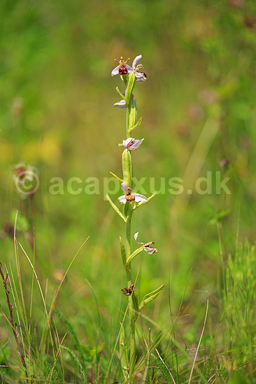 Biblomst. Den sj�ldne Bi blomst eller Bi-ophrys ved Himmelev Skov; Ophrys apifera; Himmelev Skov; ; ; planter; orkid�er, orkideer, blomster