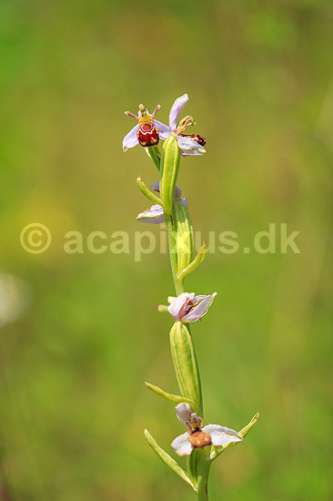 Biblomst. Den sj�ldne Bi blomst eller Bi-ophrys ved Himmelev Skov; Ophrys apifera; Himmelev Skov; ; ; planter; orkid�er, orkideer, blomster