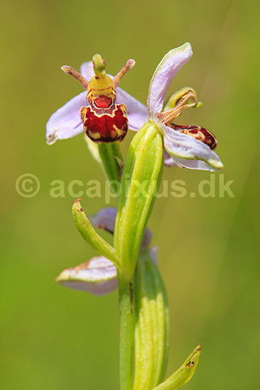 Biblomst. Den sj�ldne Bi blomst eller Bi-ophrys ved Himmelev Skov; Ophrys apifera; Himmelev Skov; ; ; planter; orkid�er, orkideer, blomster