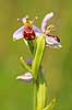 Biblomst. Den sj�ldne Bi blomst eller Bi-ophrys ved Himmelev Skov Ophrys apifera Himmelev Skov   planter orkid�er, orkideer, blomster