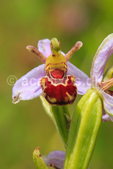 Biblomst. Den sj�ldne Bi blomst eller Bi-ophrys ved Himmelev Skov; Ophrys apifera; Himmelev Skov; ; ; planter; orkid�er, orkideer, blomster